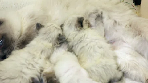 Kittens feeding 02 Stock Footage 33845853