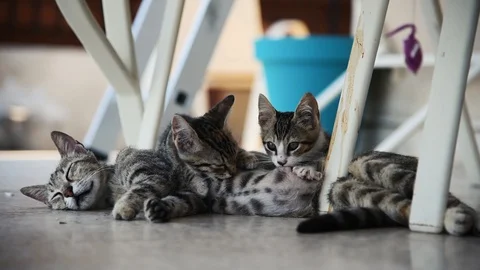 Kittens feeding or drinking milk from mother cat Stock Footage 129255898