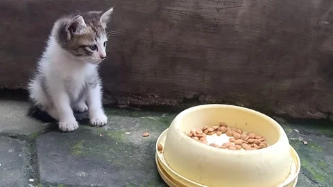 Kittens Feeding Time - Small Cat Moving Position and Sibling Leaving Frame Stock Footage 331517136