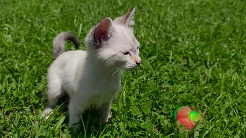 Kitten's first time outside. Baby cat outside in the garden Stock Footage 250396718