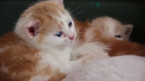 Kittens Vidéo 11088300