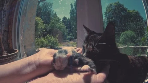 Kittens Stock Footage 76745407