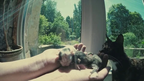 Kittens Stock Footage 76746764