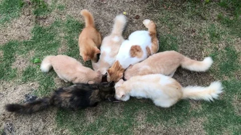 Kittens Stock Footage 104195531