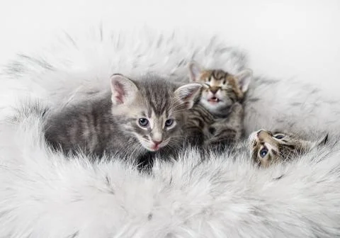 Kittens on fur background Stock Photos