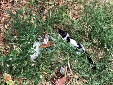 Kittens on grass Stock Photos