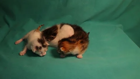 Kittens on a green background. 2 tabby, white spotted and white newborns Stock Footage 150705652