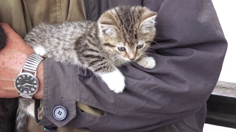 Kittens on the hands of a tramp 스톡 동영상 76497080