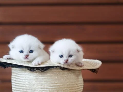 Kittens in a hat Stock Photos