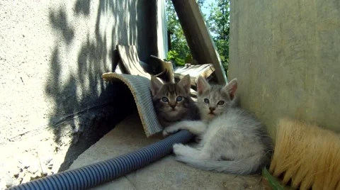 Kittens have a rest after playing Video stock 54308167
