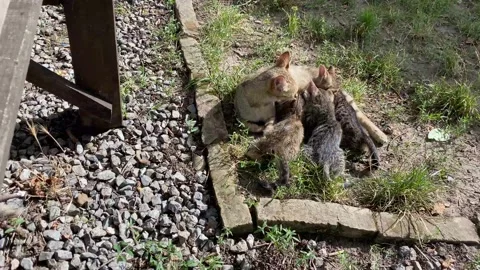 Kittens Having the Best Time Stock Footage 136348745