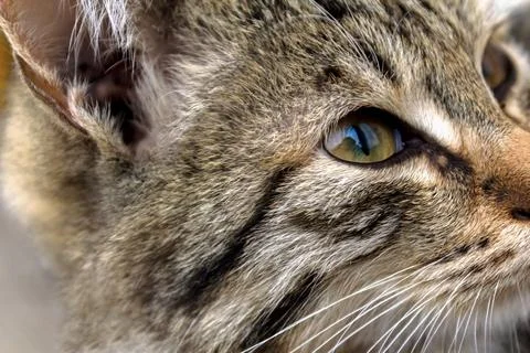 Kitten's head close-up. Side view, looking up. Stock Photos