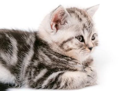 Kitten's head from the side. Kitten head isolated on white background.	 Stock Photos