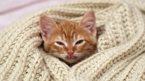 Kitten's head is wrapped in cozy beige scarf. Little pet looking at camera Stock Footage 264800185