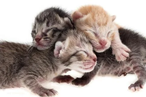 Kittens hugging Stock Photos