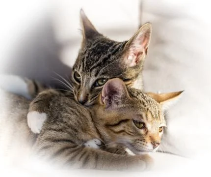 Kittens Hugging Stock Photos