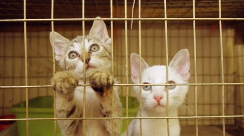 Kittens Inside Animal Shelter Cage Stock Footage