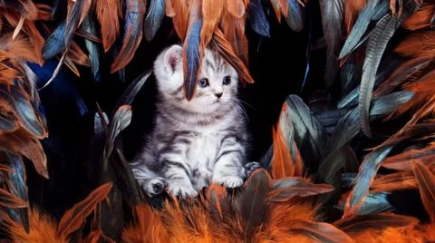 Kittens isolated on a black background lie among the feathers and sleep. Stock Photos
