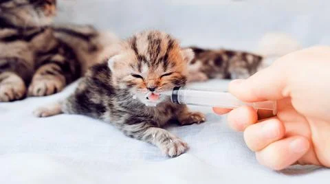 Kittens isolated on a blue background.  Foto stock