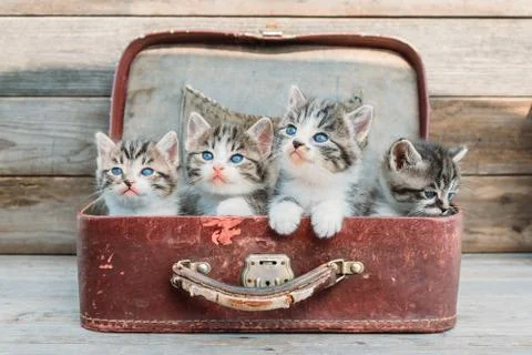 Kittens look up in suitcase Stock Photos
