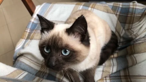 Kittens lying on his bed, playing, yawning. Very adorable and cared for home pet Stock Footage 152215382