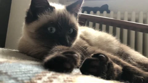 Kittens lying on his bed, playing, yawning. Very adorable and cared for home pet Stock Footage 152215390
