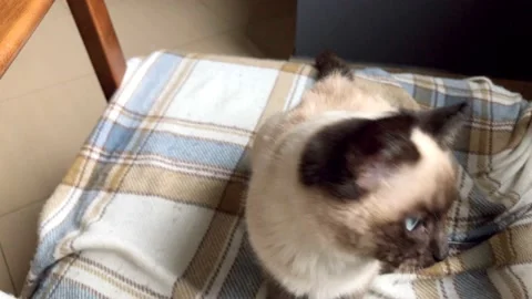 Kittens lying on his bed, playing, yawning. Very adorable and cared for home pet Stock Footage 152215645