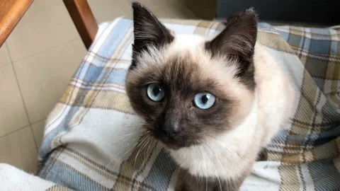 Kittens lying on his bed, playing, yawning. Very adorable and cared for home pet Stock Footage 152215697