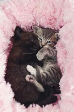 Kittens lying in pink bed Foto stock