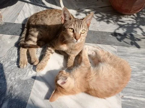 Kittens lying in sunlight Stock Photos