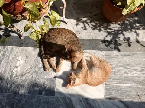 Kittens lying in sunlight Stock Photos
