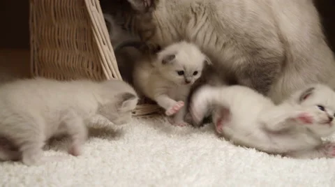 Kittens with mummy cat Stock Footage 68489170