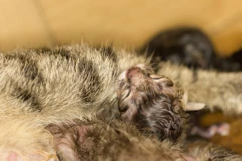 Kittens Need Birth Stock Photos