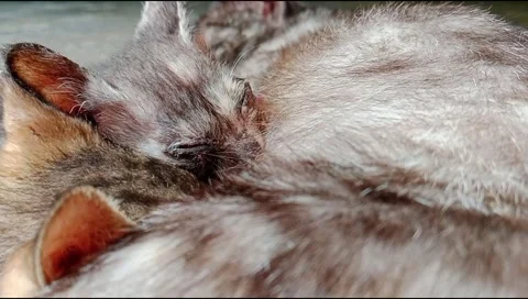 Kittens Nursing from Mother Cat Close Up Stock Footage 333384289