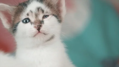 Kitten's one eye is squinting. Pus eyed cat, sick kitty. Stock Footage 112276825