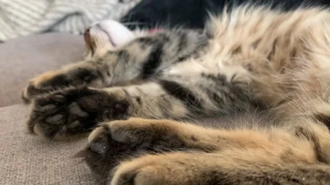 Kitten's paws moving during dream Stock Footage 150215792