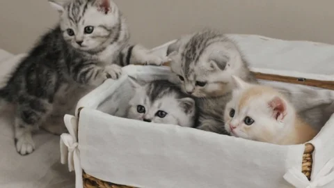 Kittens peeking out of the box Vídeo Stock 103085687