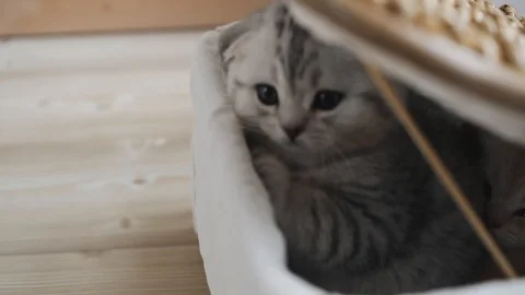 Kittens peeking out of the box Video stock 103085746