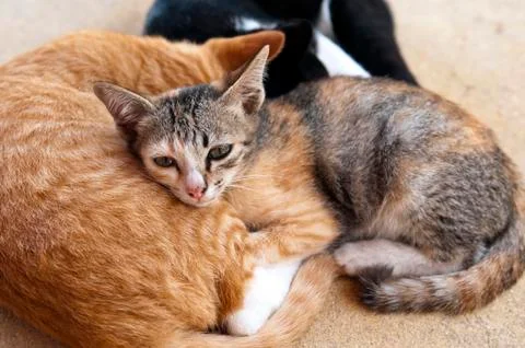 Kittens Foto stock