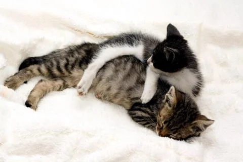 Kittens Stock Photos