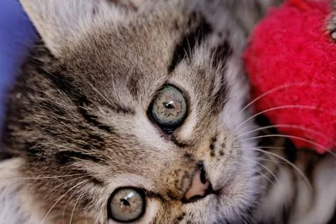 Kittens Stock Photos