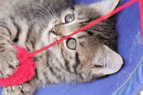 Kittens Stock Photos