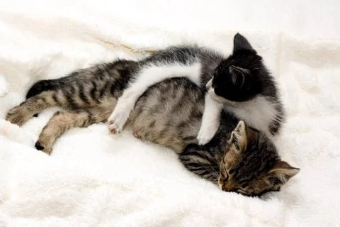 Kittens 스톡 사진