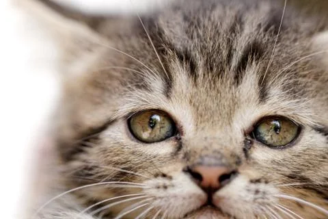 Kittens Stock Photos