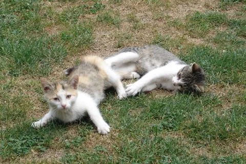 Kittens  Stock Photos