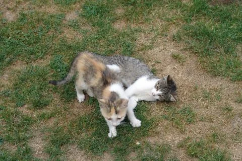 Kittens Stock Photos