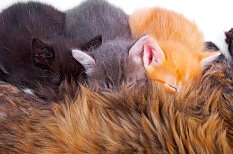 Kittens Stock Photos