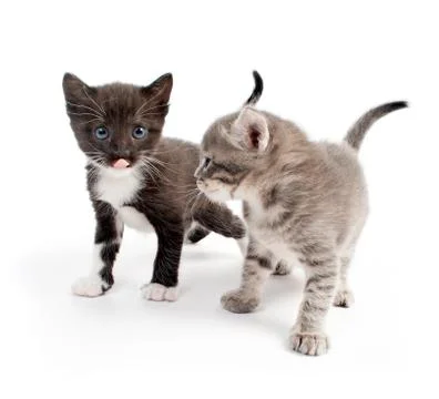 Kittens Stock Photos