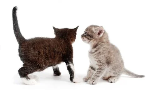 Kittens Stock Photos