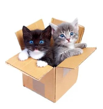 Kittens Stock Photos